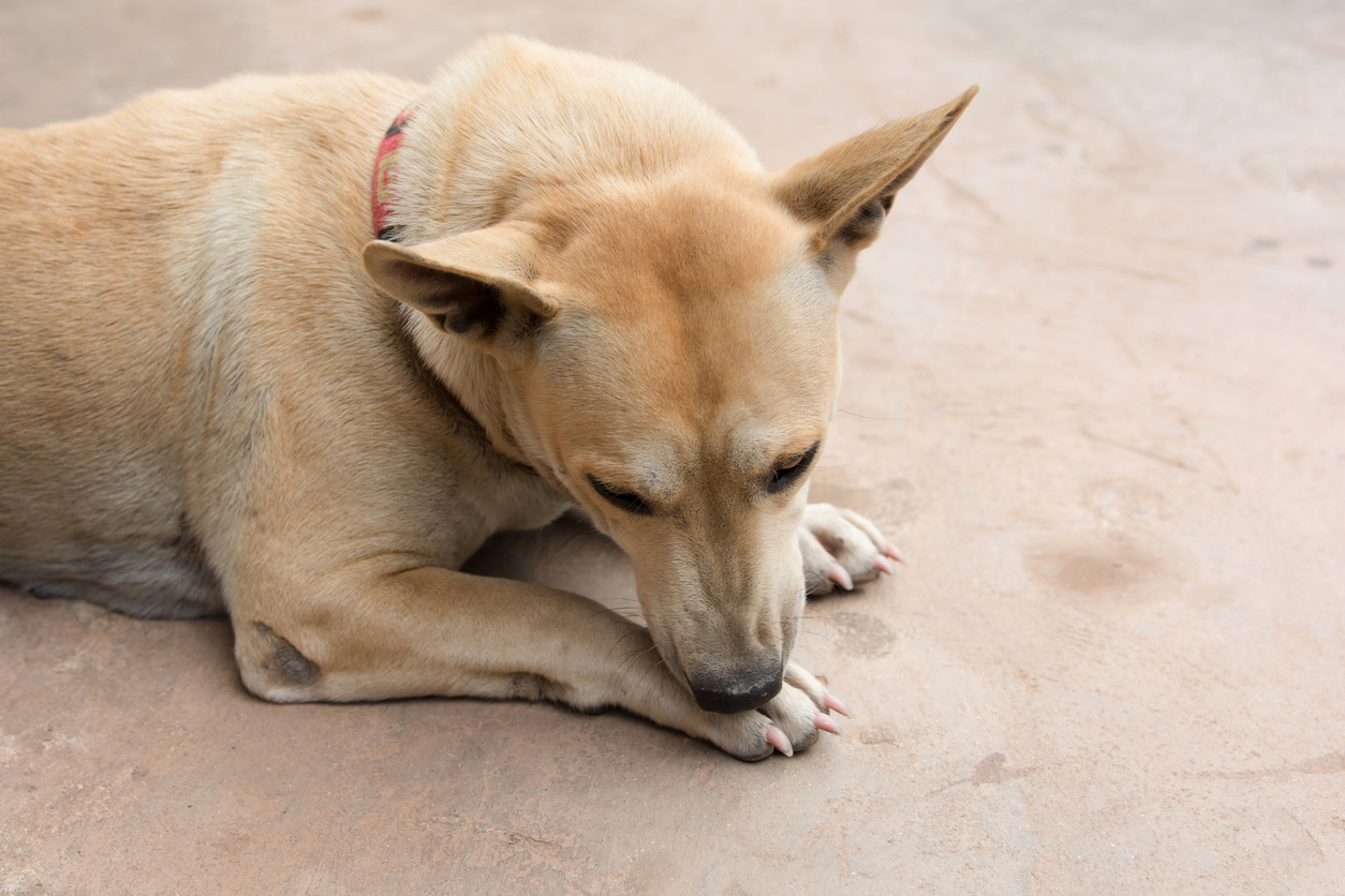 What does it mean when your dog always licks its paws