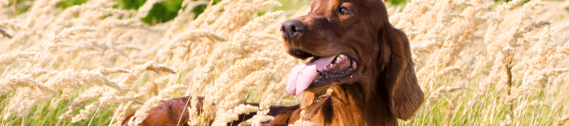 Protecting your dog from grass seeds
