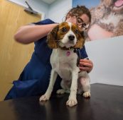 Small Animal Veterinary Surgeon – Liverpool – No OOH