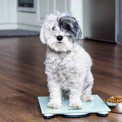 Ensuring Your Pet is a Healthy Weight