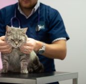 Registered Veterinary Nurse – Nottingham