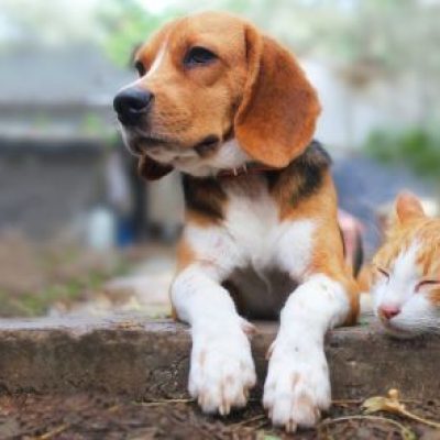 Updating your pet’s microchip details