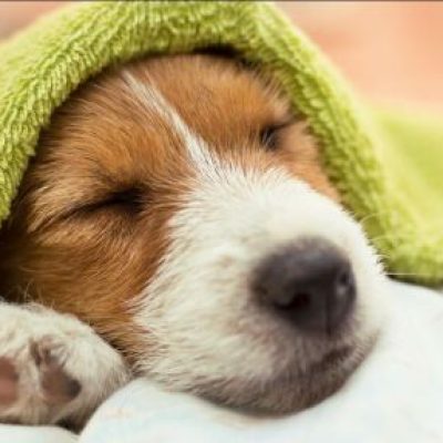 Signs of parvovirus in dogs – symptoms to look out for