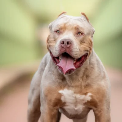 The XL Bully Ban – What This Means for Dogs and Their Owners