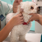 Veterinary Surgeon – Portsmouth