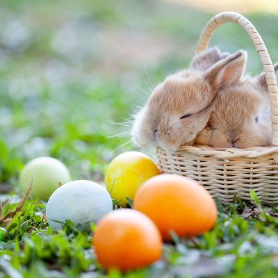 Hints and tips for a healthy, happy Easter