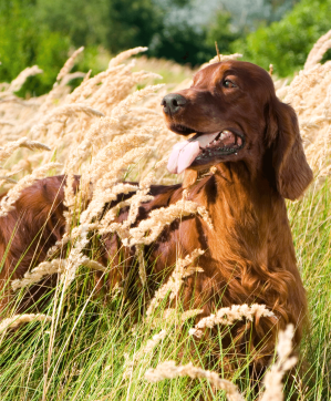 Protecting your dog from grass seeds