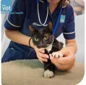 Veterinary Surgeon Required – No OOH- Warrington, Cheshire