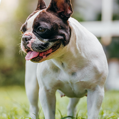 Everything you need to know about Brachycephalic Obstructive Airway Syndrome
