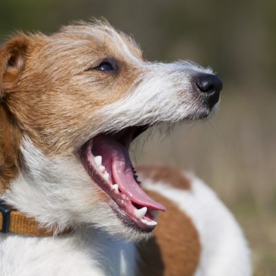 Why your pet’s teeth should be checked