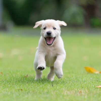 Is a puppy or dog right for me?