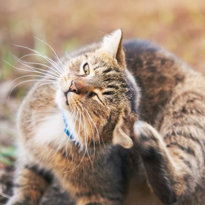 Fleas On Cats – Symptoms To Look Out For
