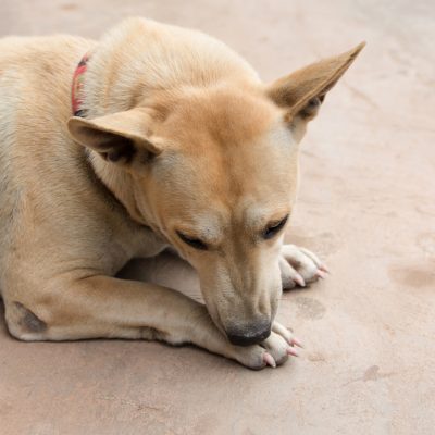 My dog is constantly licking its paws – what does it mean?