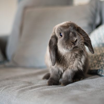 What is Myxomatosis and how can it affect my rabbit