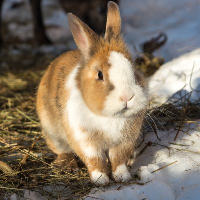 Top Tips from The Vet: how to keep your rabbit healthy this winter