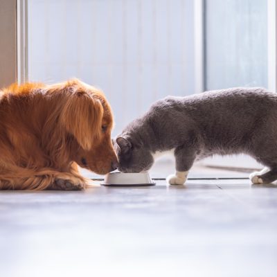 How nutritious is your pets food?
